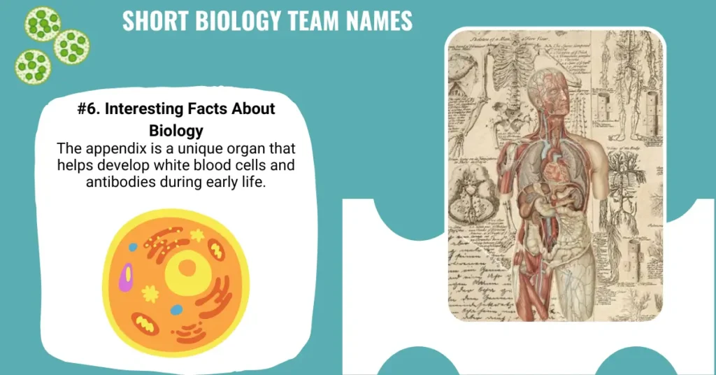 Short Biology Team Names